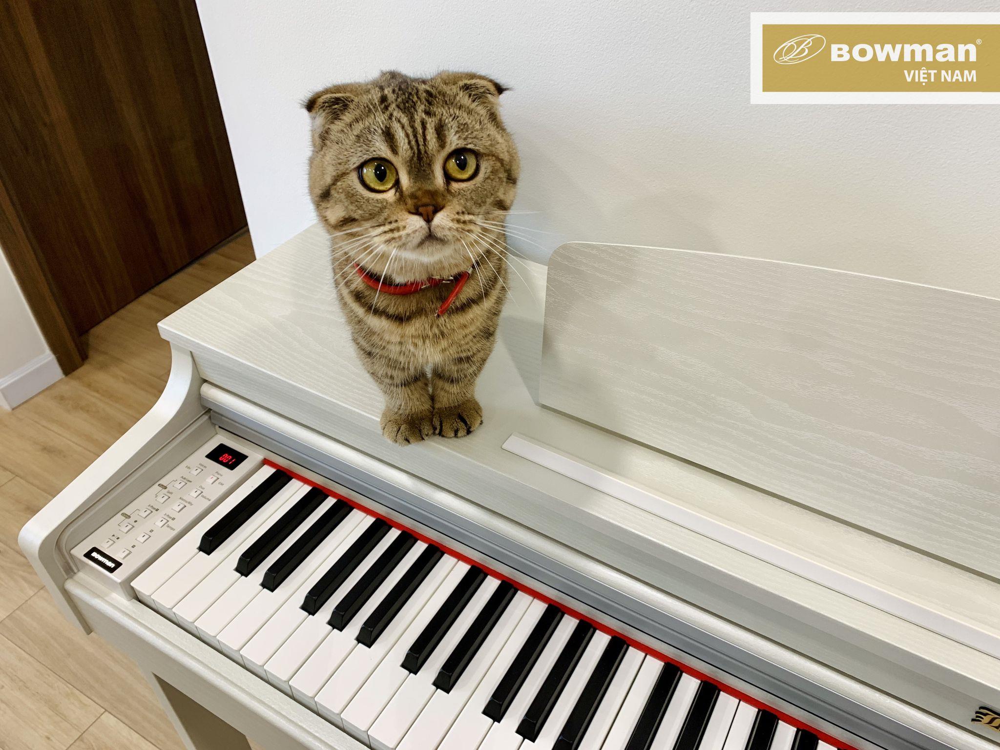 Một em mèo đáng yêu làm mẫu nhí của BOWMAN PIANO bên cạnh BOWMAN CX350 (Model 2022)
